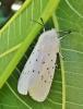 Spilosoma lubricipeda